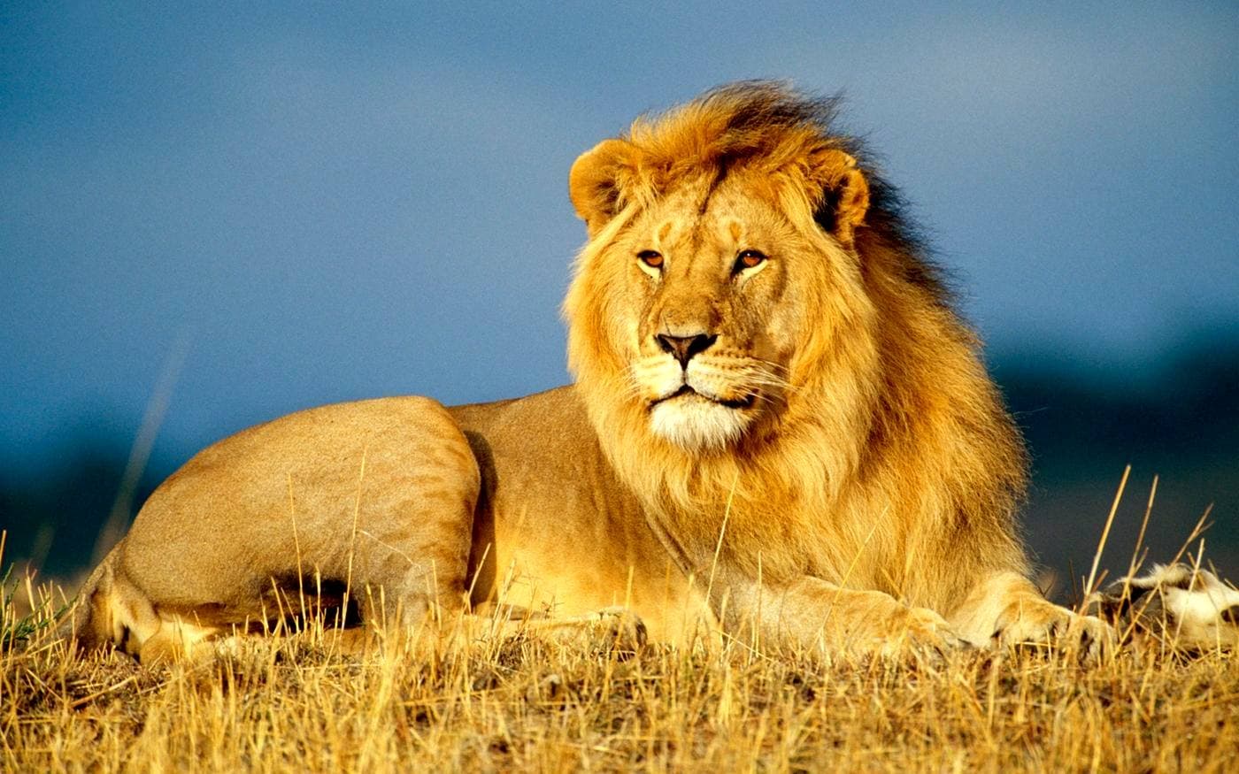 Lion at golden hour on a short Tanzania safari