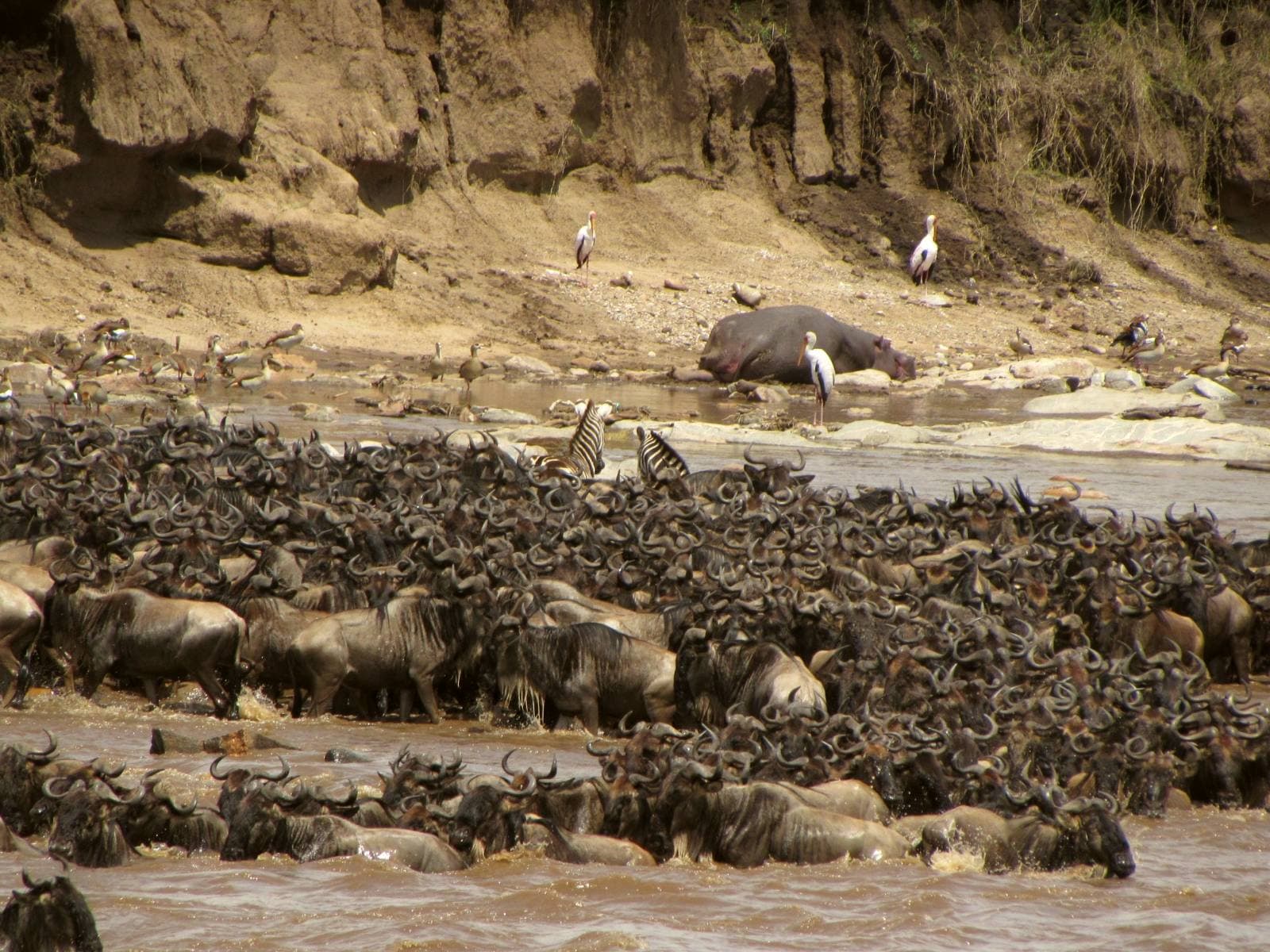 Wildebeest herds moving across the Serengeti during the Great Migration