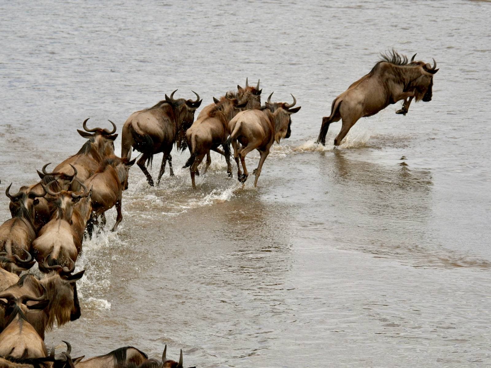 Wildebeest leaping into the river during a Great Migration crossing in the Serengeti