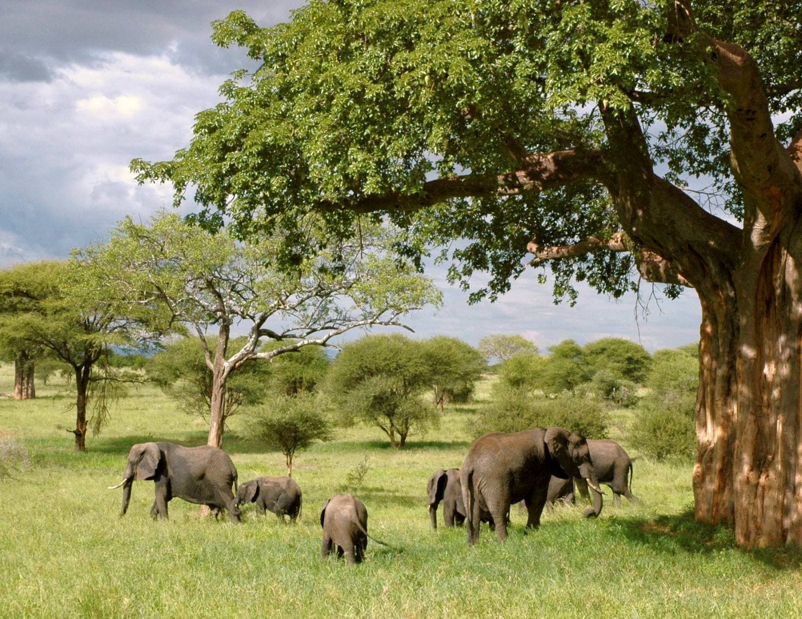 Ancient baobabs and elephants in the Tarangire landscape
