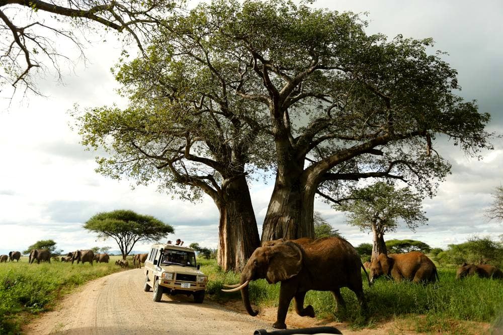 An elephant walking past a baobab in low golden light