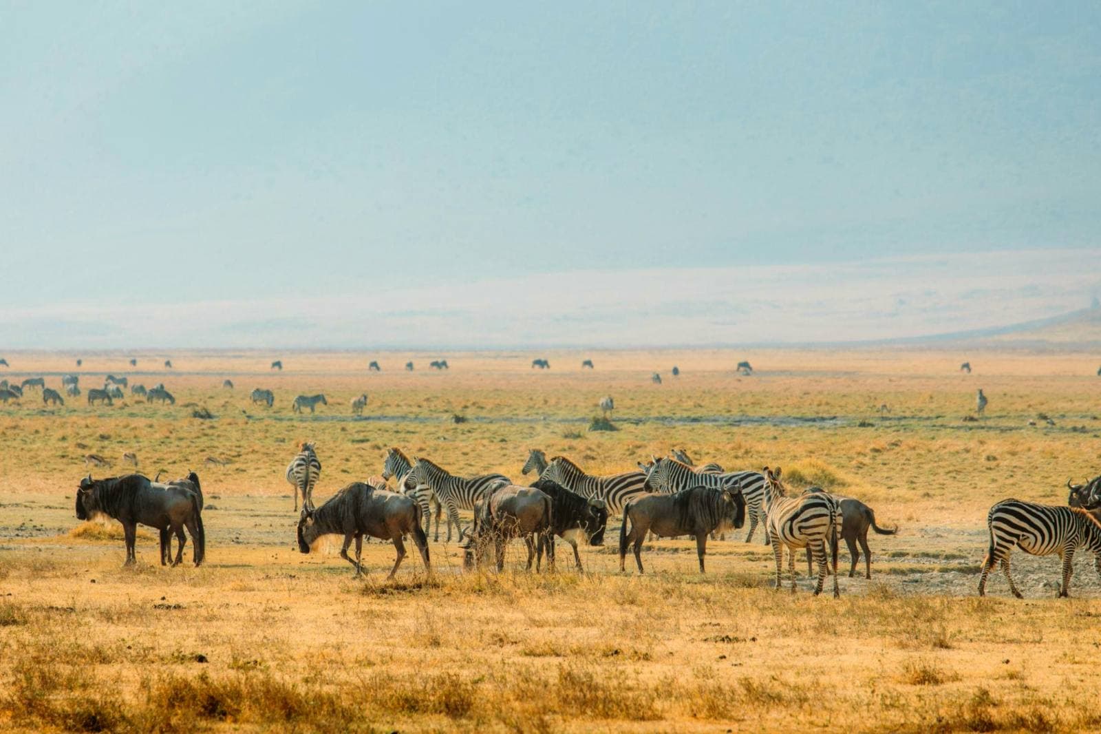 Zebra and wildebeest moving together across the Tanzanian plains